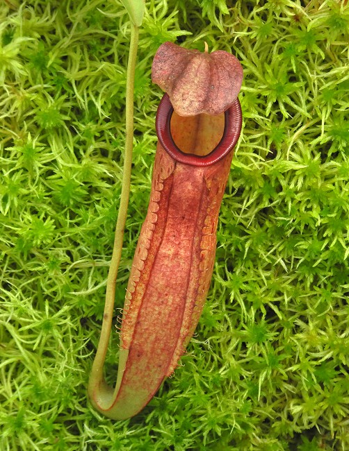 N. talangensis x reinwardtiana - assorted clones
