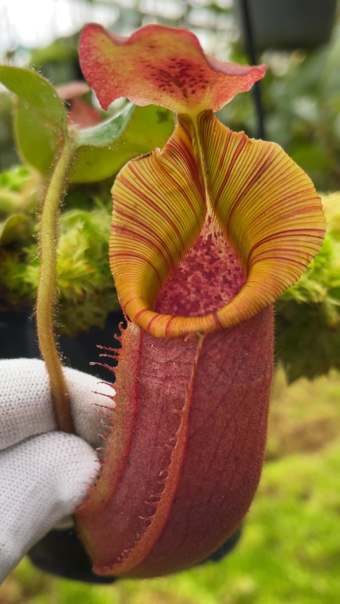 N. (veitchii x lowii) x veitchii