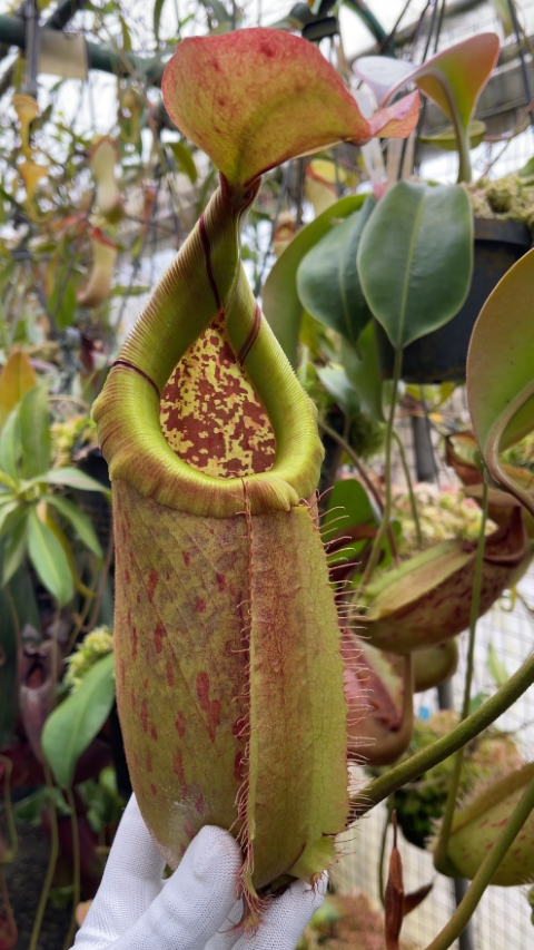 N. robcantleyi x merrilliana - assorted clones