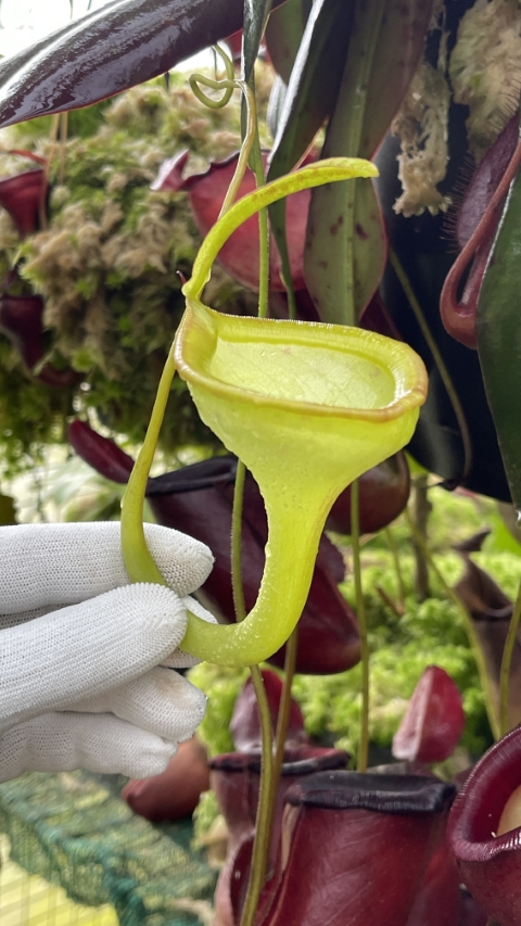 N. jamban – grex # 1 – two selected clones