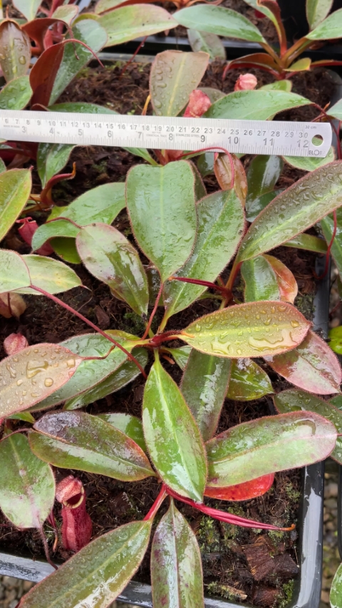 N. peltata x attenboroughii - assorted clones