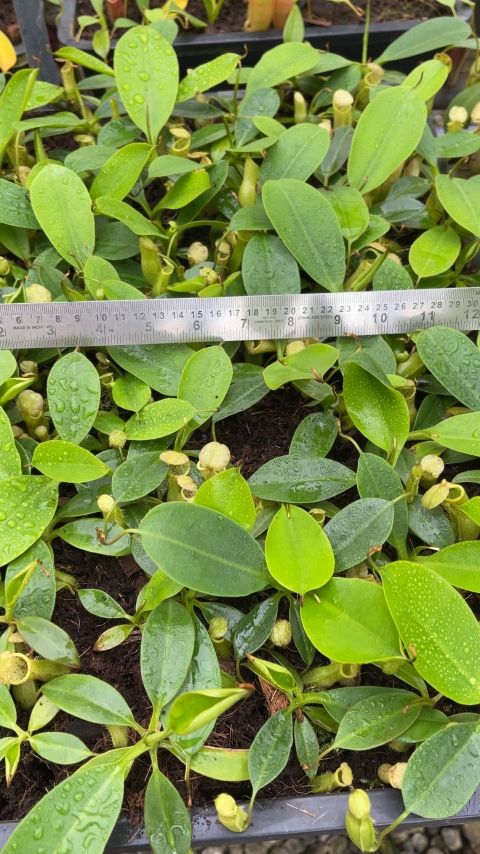 N. burbidgeae x campanulata – assorted clones