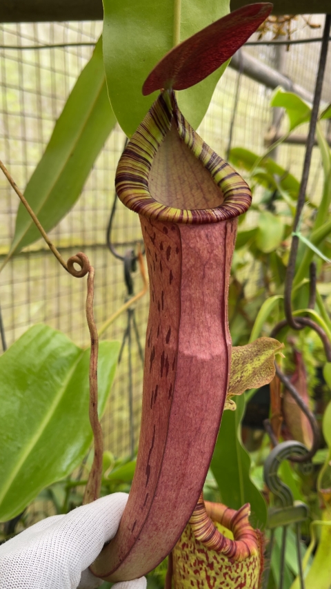 N. spectabilis x ‘Viking’ - assorted clones