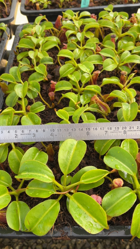 N. x ‘trusmadiensis’ x robcantleyi – assorted clones