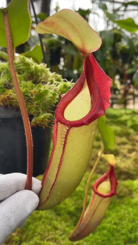N. rajah x (chaniana x veitchii)