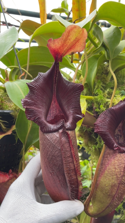 N. robcantleyi x ovata – best selected clone