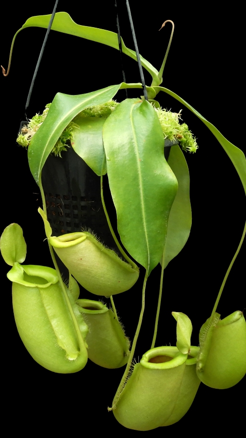 N. spathulata x ampullaria – solid green