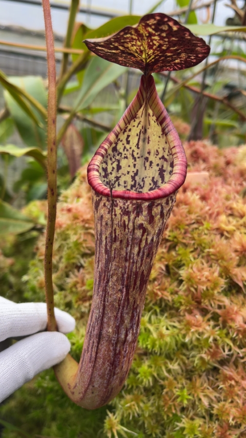 N. stenophylla – best selected clone