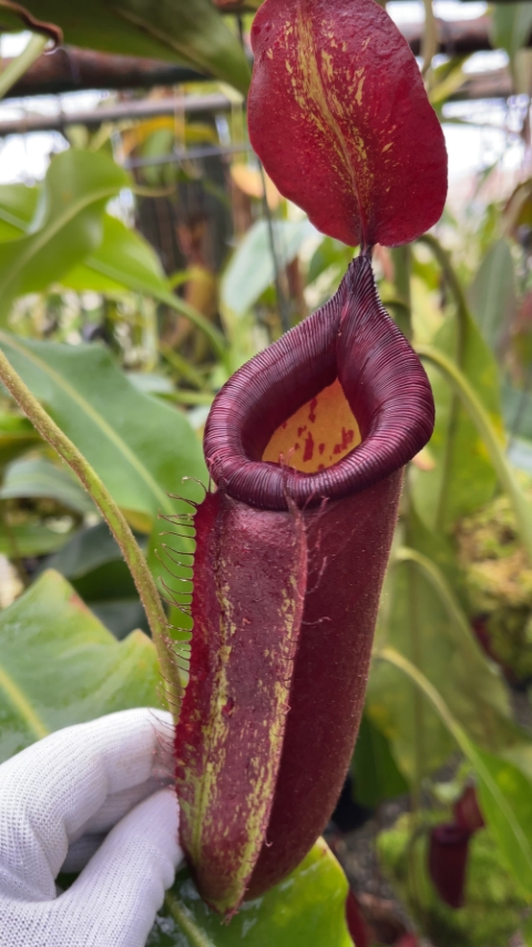 N. robcantleyi x ampullaria - selected clone