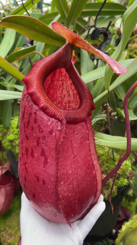 N. sibuyanensis x merrilliana – assorted clones