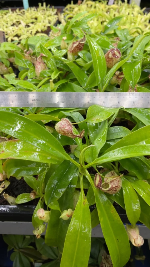 N. rafflesiana - Brunei - selected clone