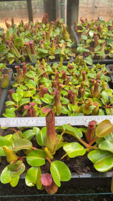 N. truncata – Pasian Highland
