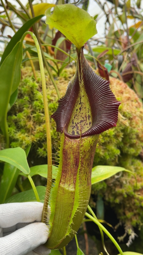 N. singalana - Belirang - best selected clone