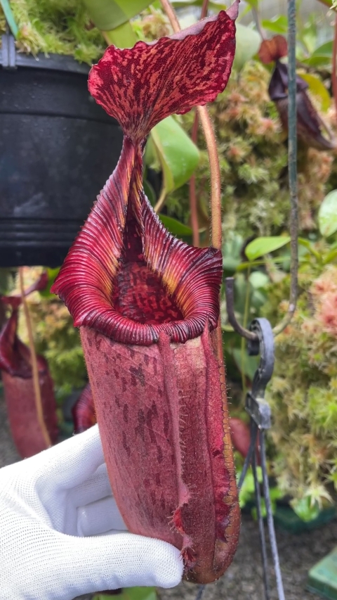 N. (veitchii x lowii) x (burbidgeae x edwardsiana) - assorted clones