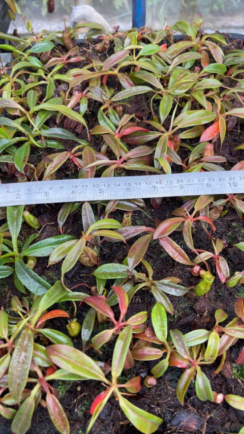 N. ceciliae ‘Mt. Kiamo’ – assorted clones