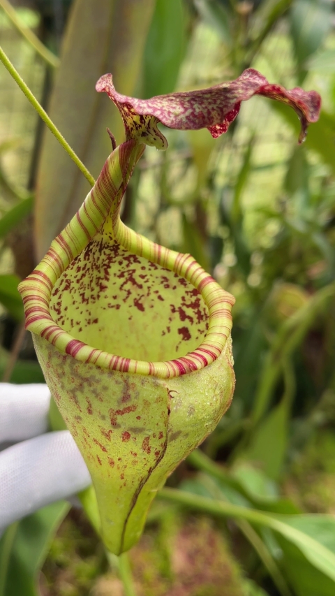 N. eymae – assorted clones