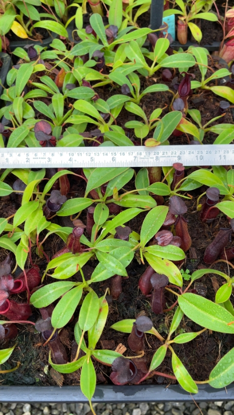 N. petiolata x (lowii x tentaculata) – assorted clones