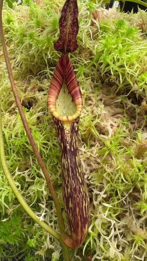 N. zakriana - selected clone