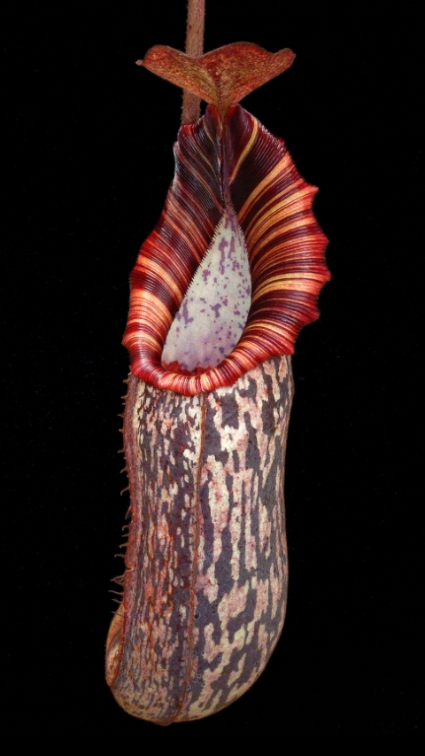 N. spectabilis x bongso - best selected clone