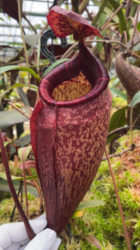 N. peltata – best selected clone