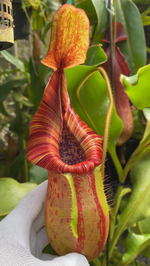N. petiolata x veitchii - assorted clones
