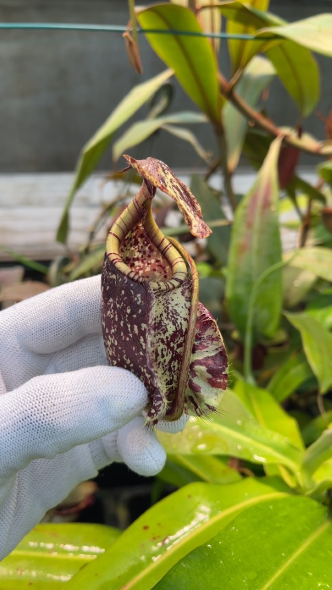 N. rafflesiana - Brunei - selected clone