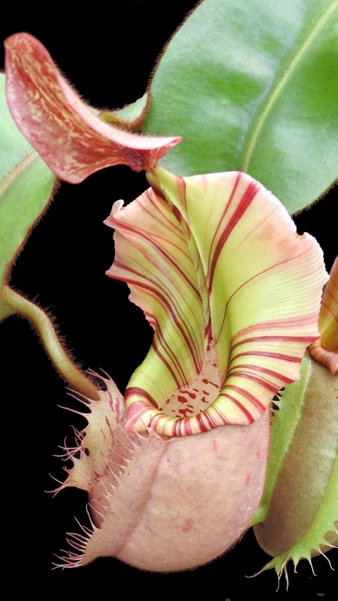 N. veitchii - Bario Highland - grex # 2