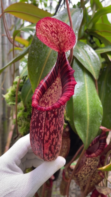 N. spectabilis x bongso - best selected clone