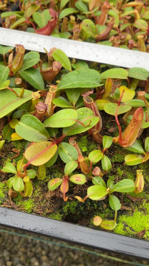 N. dactylifera – assorted clones