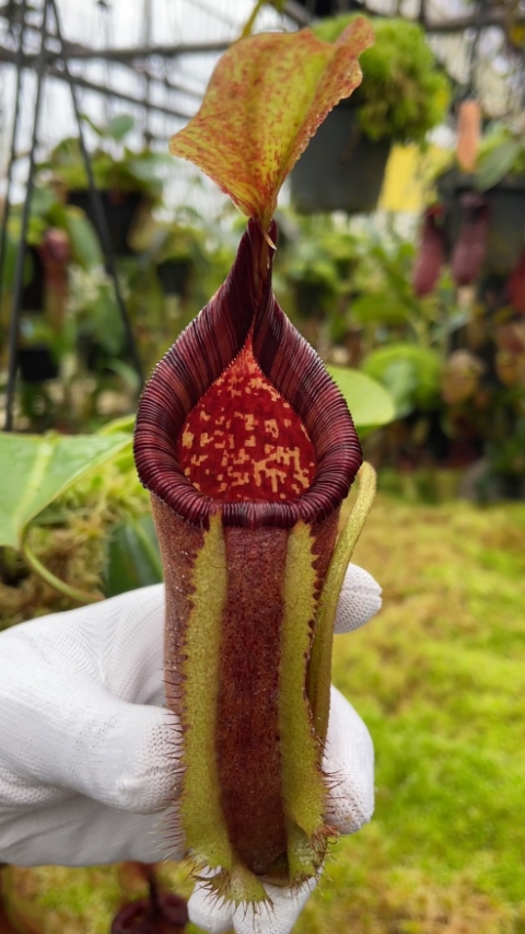 N. robcantleyi x palawanensis