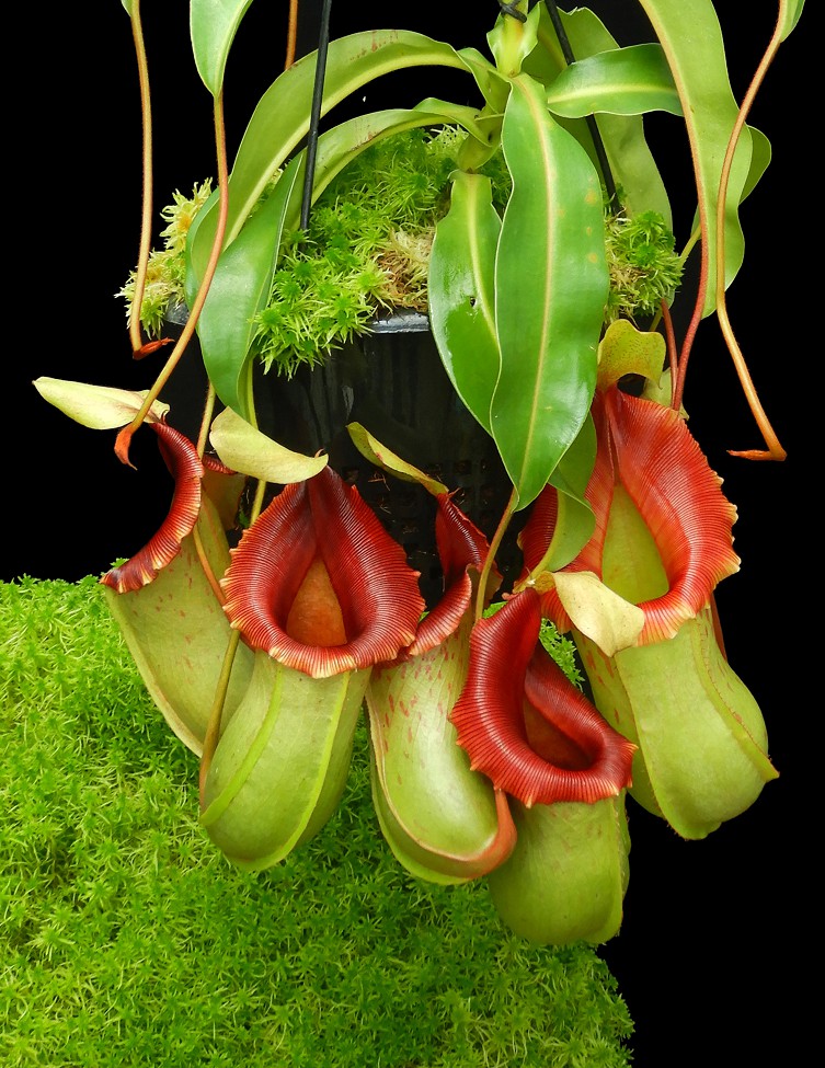 N. veitchii x ventricosa – assorted clones