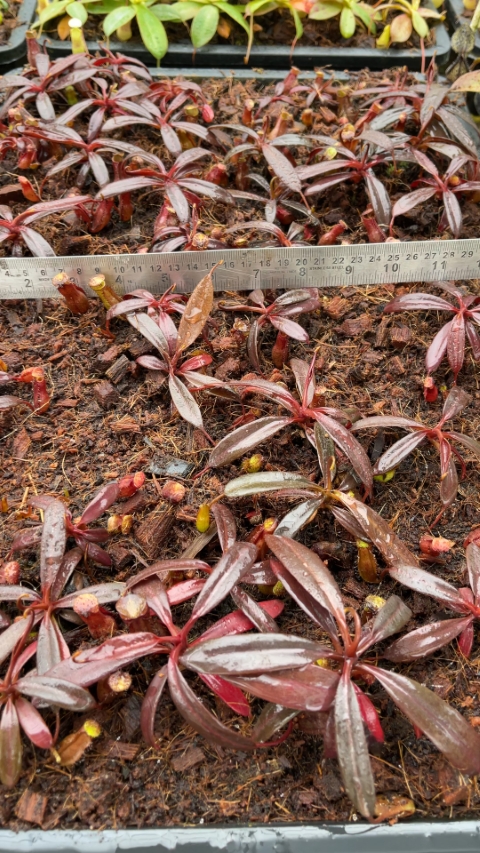 N. ceciliae - assorted clones