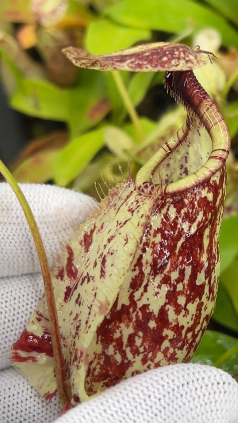 N. rafflesiana - Brunei speckled - selected clones