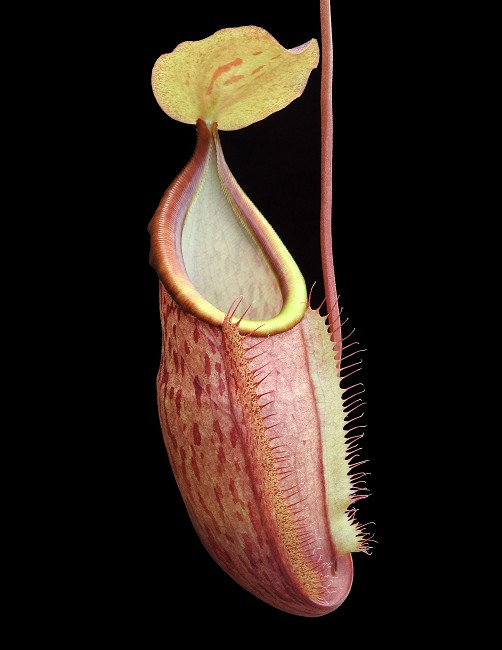 N. spathulata x glabrata – assorted clones