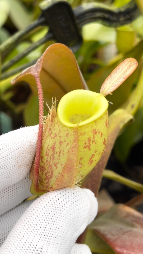 N. ampullaria - Papua intermediate