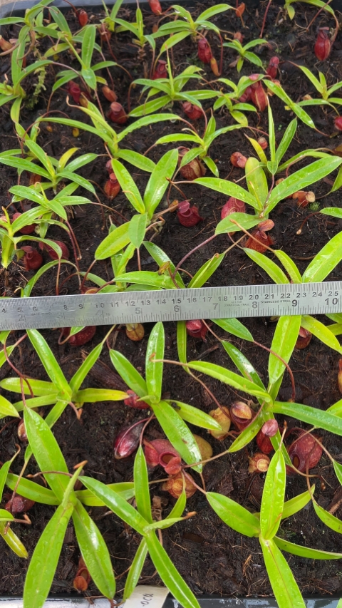 N. aristolochioides x diabolica - assorted clones from cuttings