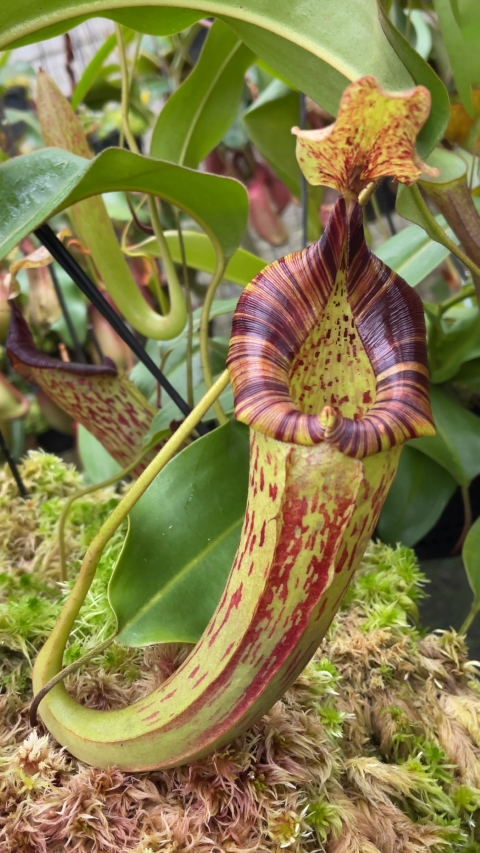 N. (veitchii x lowii) x platychila