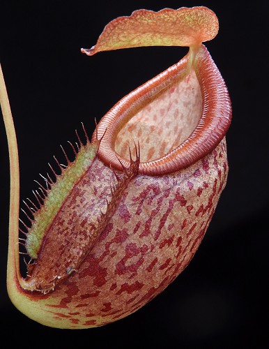 N. gymnamphora x tenuis - seed grown
