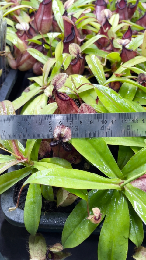 N. ‘Viking’ x hamata – assorted clones