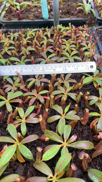 N. {[(lowii x veitchii) x boschiana] x [(veitchii x maxima) x veitchii]} x edwardsiana - clone # 3