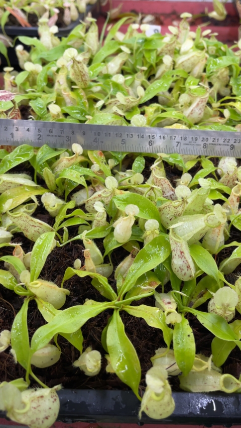 N. rafflesiana - Brunei speckled - selected clones