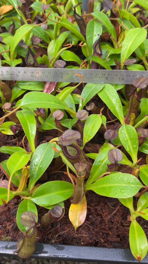 N. ramispina x robcantleyi – best two selected clones