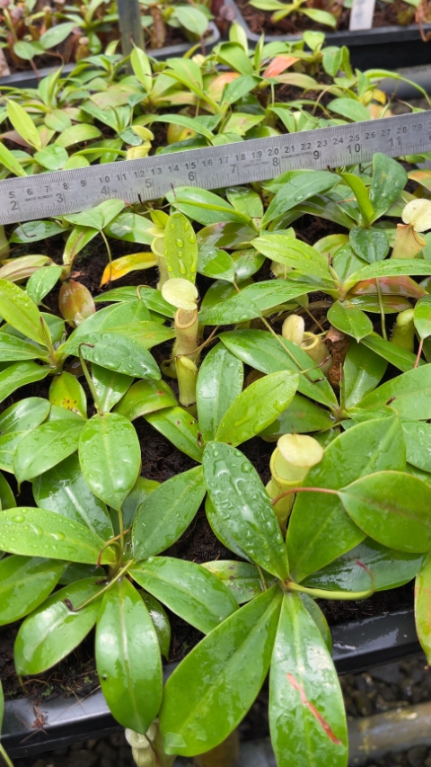 N. merrilliana x campanulata