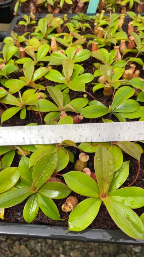 N. sibuyanensis x merrilliana – selected clones