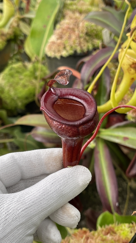 N. jamban – grex # 1 – two selected clones