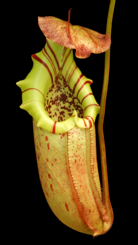 N. burbidgeae x robcantleyi – selected clone