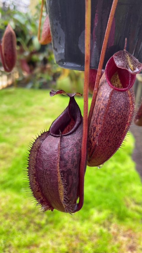 N. densiflora x aristolochioides – assorted clones