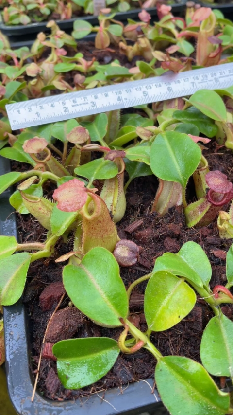 N. robcantleyi x veitchii