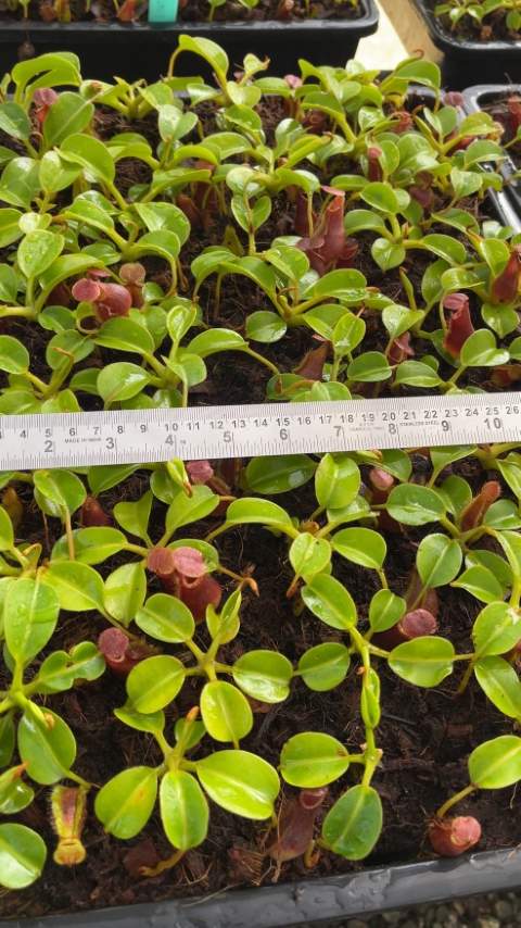 N. x ‘trusmadiensis’ x robcantleyi – assorted clones