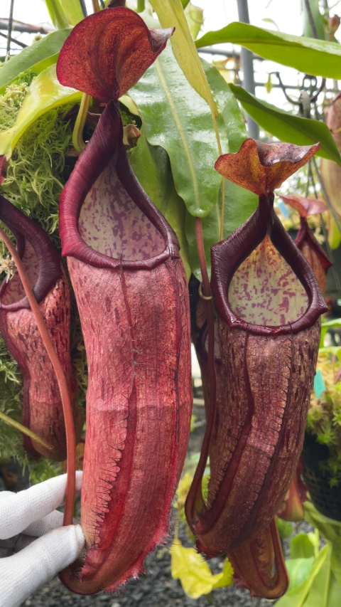 Nepenthes samudera — Borneo Exotics BE-3172c